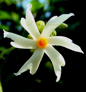  Flower- Corolla tube with included stamens